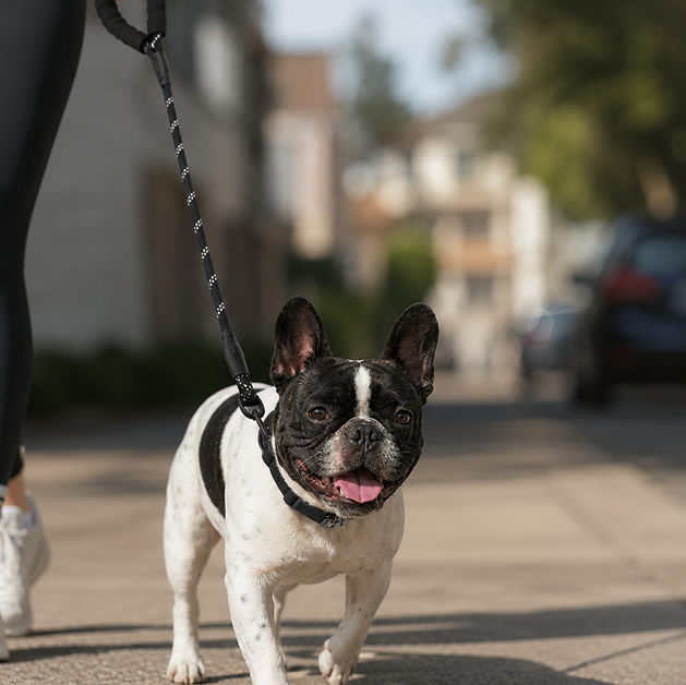 Small black and white dog on a leash walking on a street