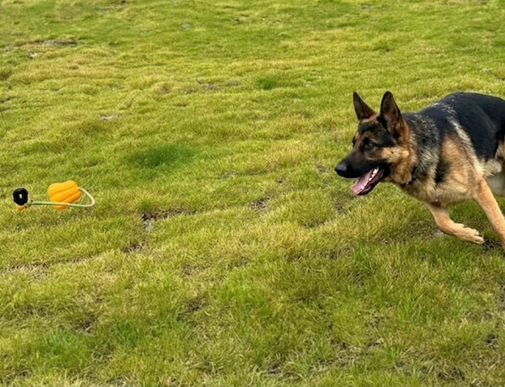 German Shepherd running on grass with a toy in the foreground