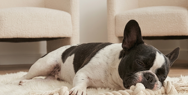 bored french bull dog lying on the floor