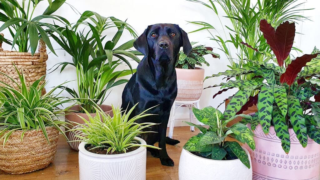 dog standing between house plants