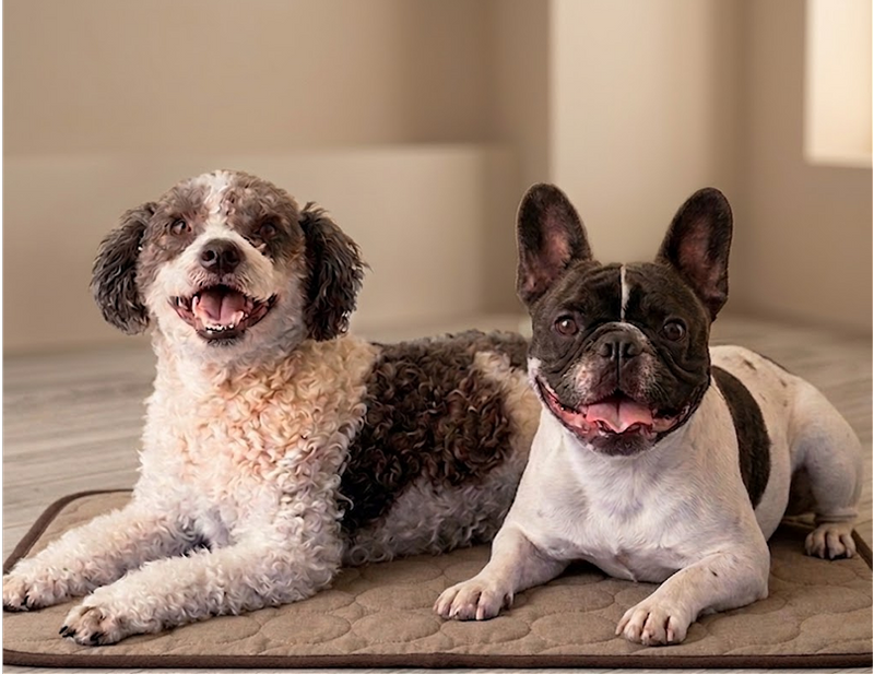 5 Signs Your Dog Is Overheating — Texas Summer Guide