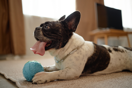 french bull dog playing with a ball toy on the floor in the house