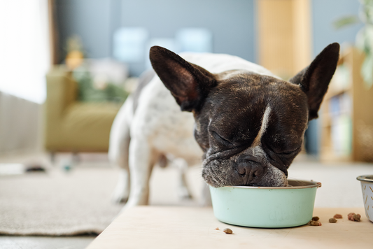 french bull dog eating from a bowl 