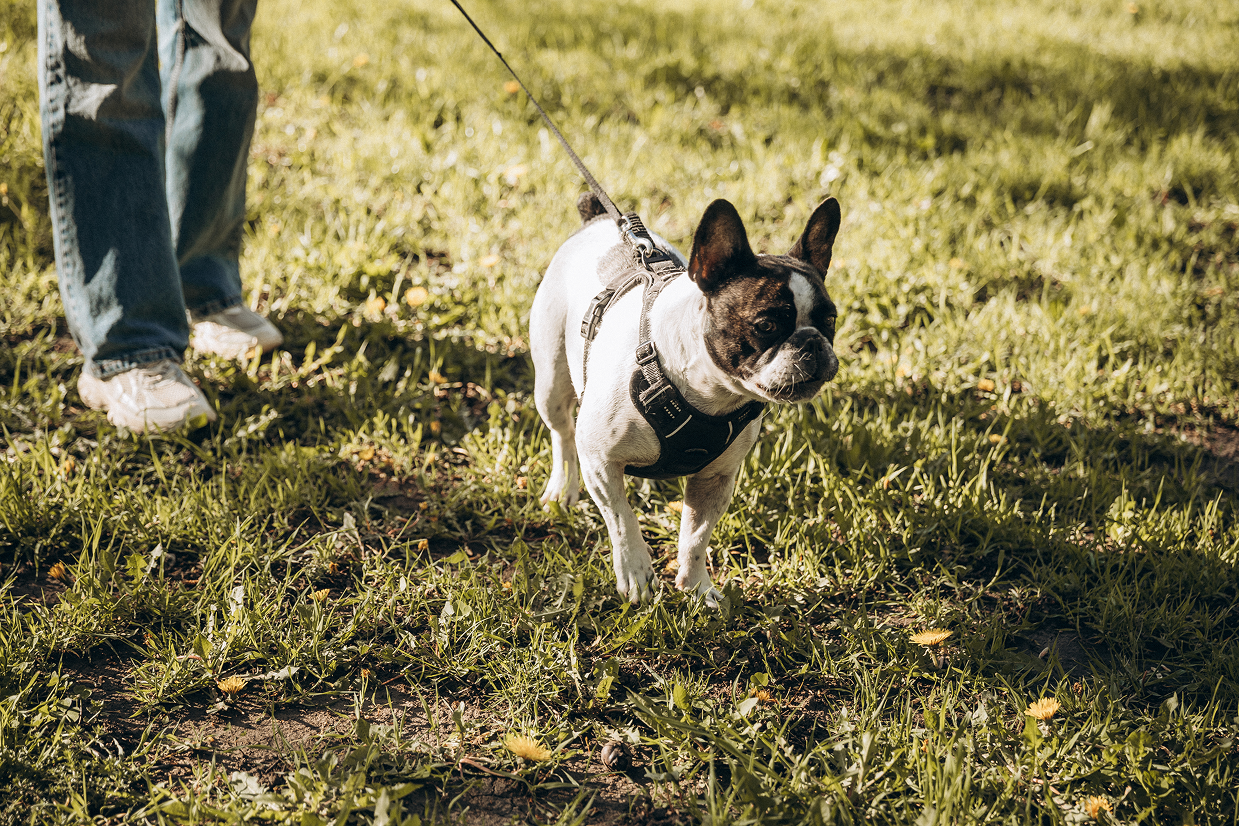 french bull dog pulling on a leash outside on a grass field