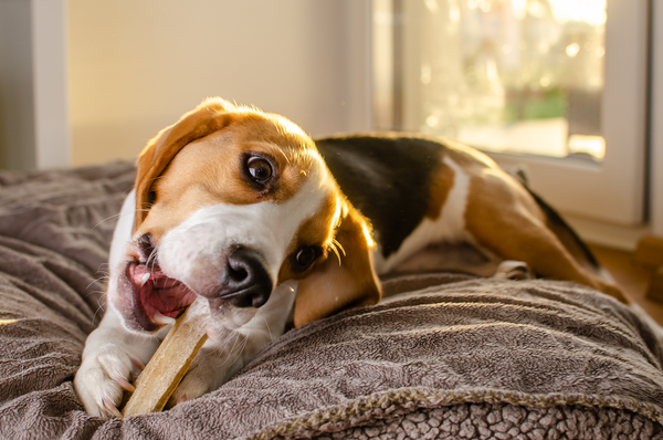 dog chewing on a toy while lying on the bed
