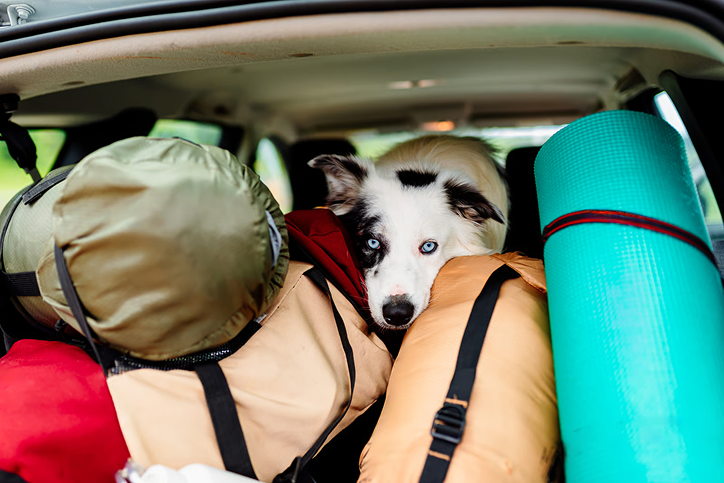 dog between bags ready for a travel road trip