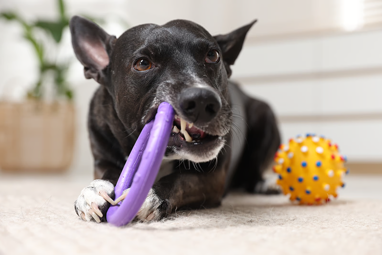 dog playing with toys in the house on the floor