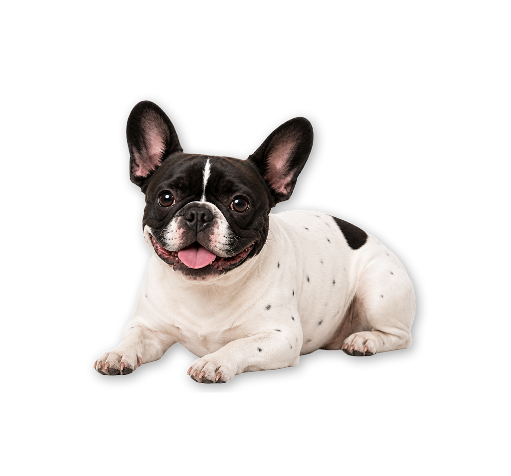Bella, the French Bulldog mascot of Bella Picks