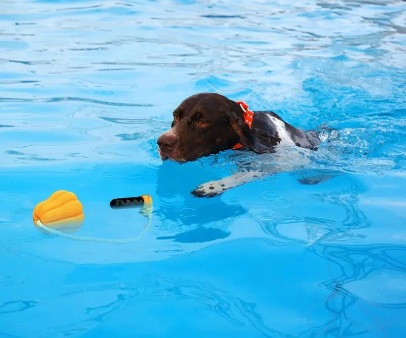 dog swimming with a rope dog toy