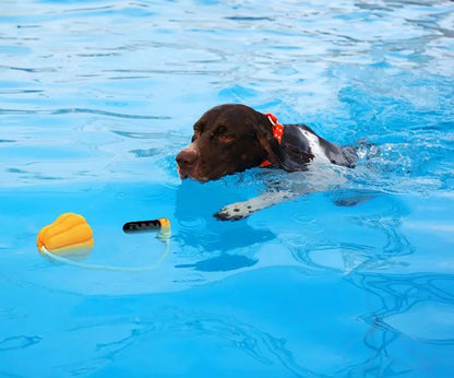 dog swimming with a rope dog toy
