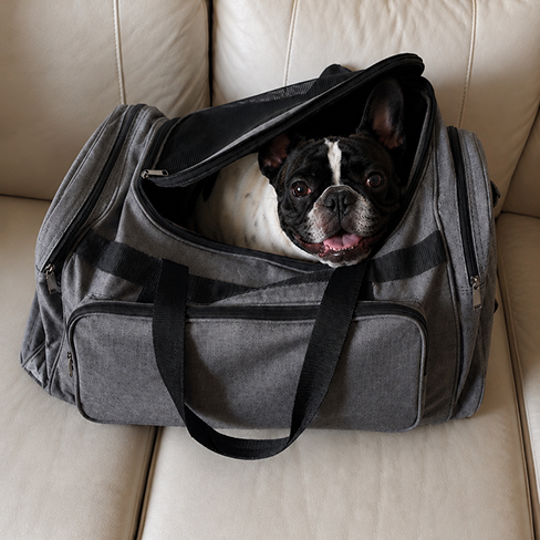Dog peeking out from a gray pet carrier on a beige couch