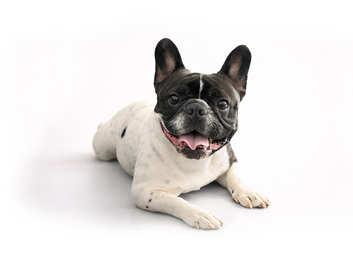 French Bulldog lying on a white background
