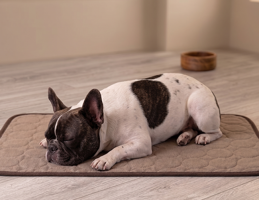 Dog lying on a quilted dog cooling mat in a room with a wooden floor.