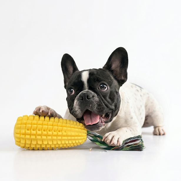 Dog playing with a yellow corn-shaped toy on a white background