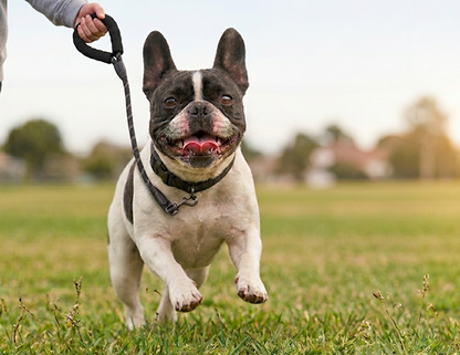 French Bulldog running on grass with a leash held by a person
