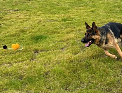 German Shepherd running on grass with a toy in the foreground