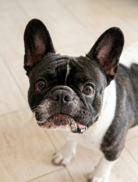 French Bulldog on a light-colored floor